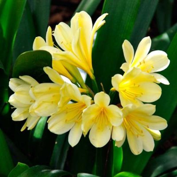 Clivia Miniatata Yellow - Clivia Lily